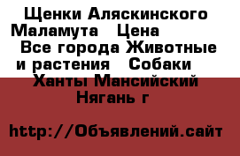 Щенки Аляскинского Маламута › Цена ­ 10 000 - Все города Животные и растения » Собаки   . Ханты-Мансийский,Нягань г.